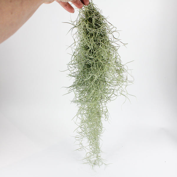 Spanish Moss - Tillandsia usneoides large Ø5cm H60cm