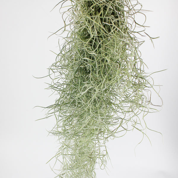 Spanish Moss - Tillandsia usneoides large Ø5cm H60cm