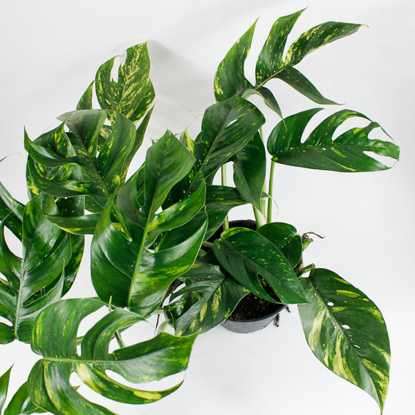 Epipremnum pinnatum Cintho Goldfinger Ø17cm H30m