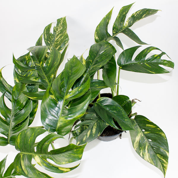 Epipremnum pinnatum Cintho Goldfinger Ø17cm H30m