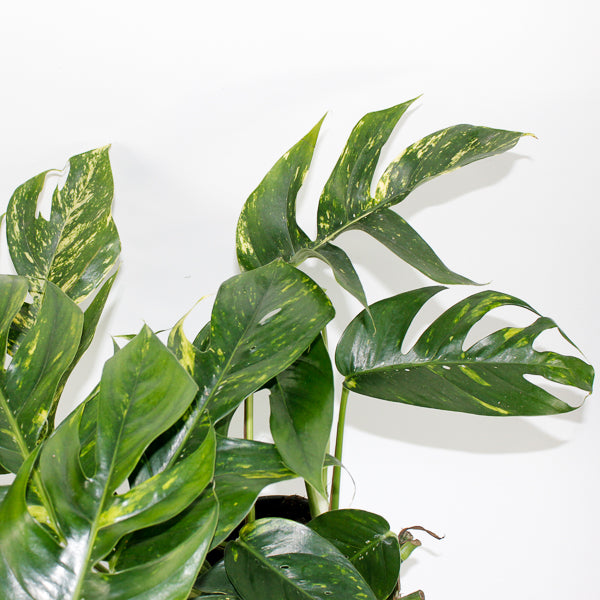 Epipremnum pinnatum Cintho Goldfinger Ø17cm H30m