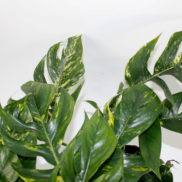Epipremnum pinnatum Cintho Goldfinger Ø17cm H30m
