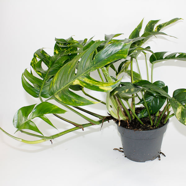 Epipremnum pinnatum Cintho Goldfinger Ø17cm H30m