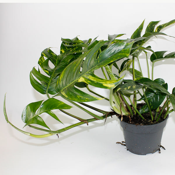 Epipremnum pinnatum Cintho Goldfinger Ø17cm H30m