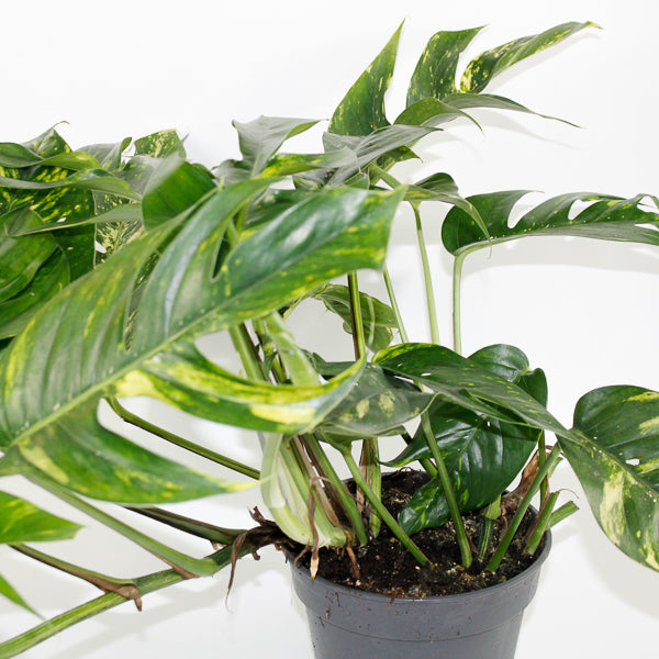 Epipremnum pinnatum Cintho Goldfinger Ø17cm H30m