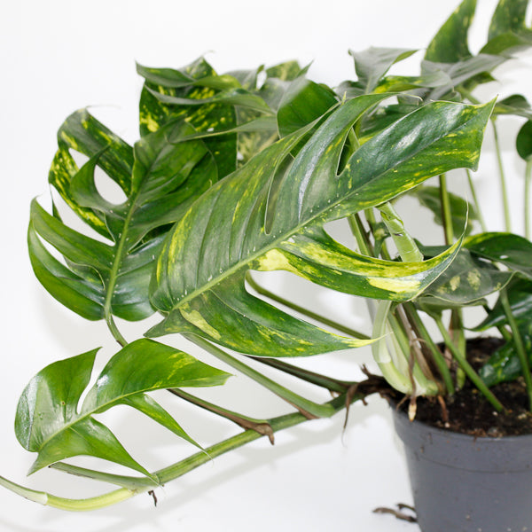 Epipremnum pinnatum Cintho Goldfinger Ø17cm H30m