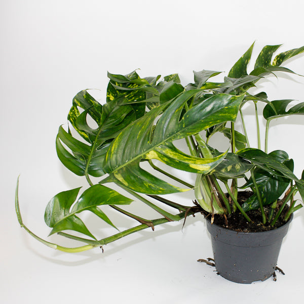 Epipremnum pinnatum Cintho Goldfinger Ø17cm H30m