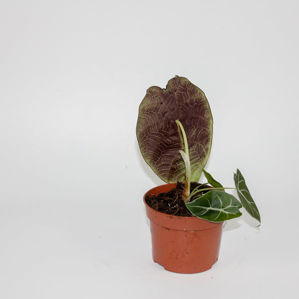 Alocasia Watsoniana Ø10.5cm H15cm