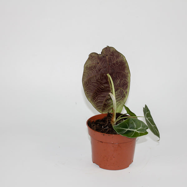Alocasia Watsoniana Ø10.5cm H15cm