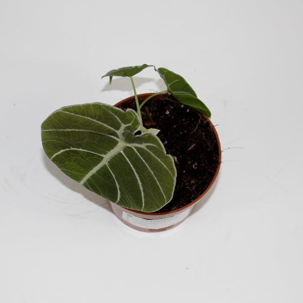 Alocasia Watsoniana Ø10.5cm H15cm