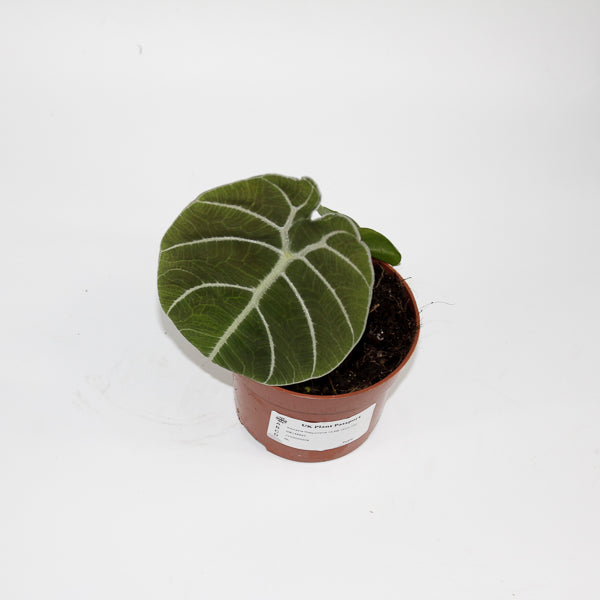 Alocasia Watsoniana Ø10.5cm H15cm