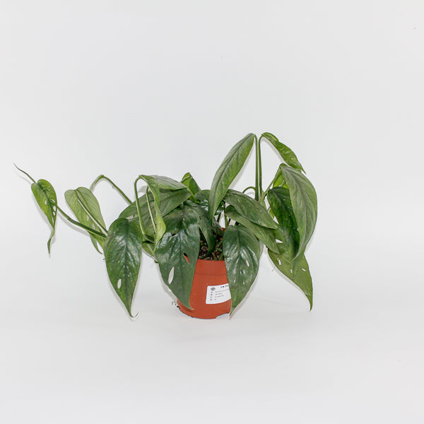 Epipremnum pinnatum 'Cebu Blue' Ø12cm H20cm