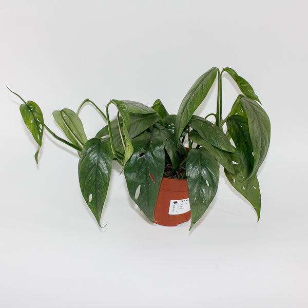 Epipremnum pinnatum 'Cebu Blue' Ø12cm H20cm