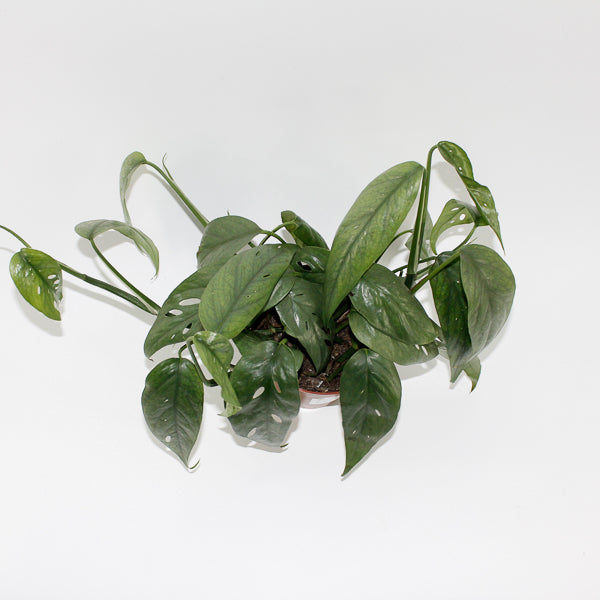 Epipremnum pinnatum 'Cebu Blue' Ø12cm H20cm