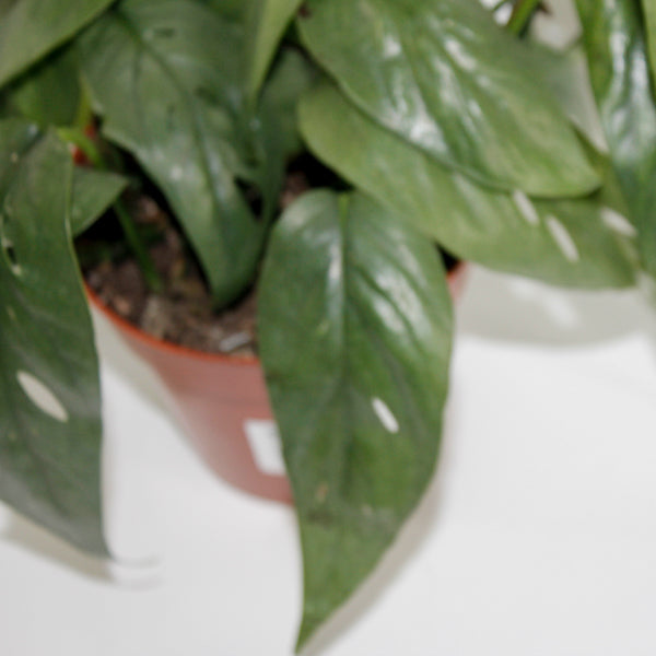 Epipremnum pinnatum 'Cebu Blue' Ø12cm H20cm