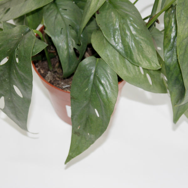 Epipremnum pinnatum 'Cebu Blue' Ø12cm H20cm