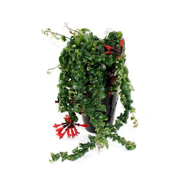 Aeschynanthus 'Rasta' Ø15cm H40cm