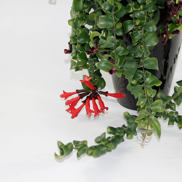 Aeschynanthus 'Rasta' Ø15cm H40cm