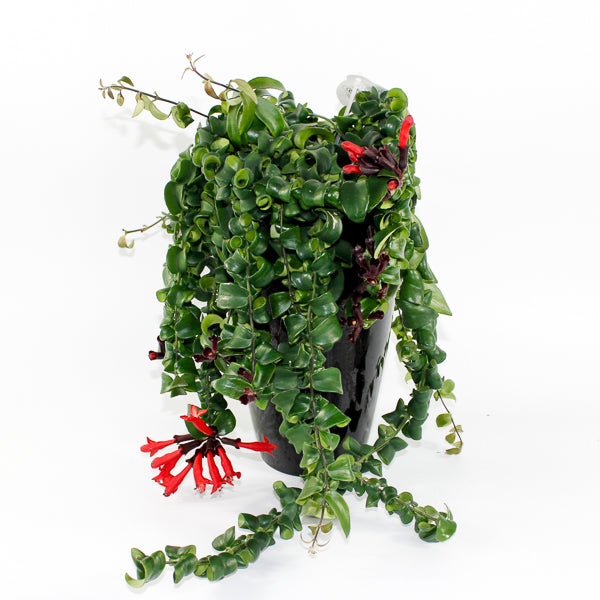 Aeschynanthus 'Rasta' Ø15cm H40cm