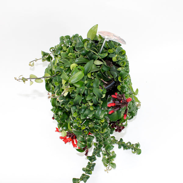 Aeschynanthus 'Rasta' Ø15cm H40cm