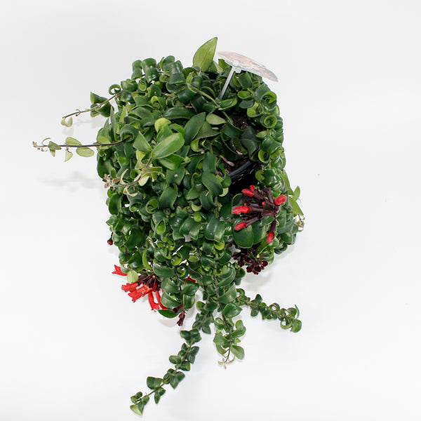 Aeschynanthus 'Rasta' Ø15cm H40cm