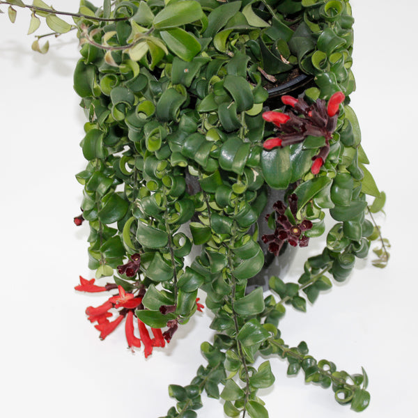 Aeschynanthus 'Rasta' Ø15cm H40cm