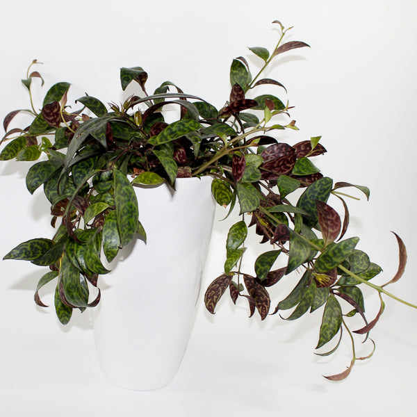 Aeschynanthus marmoratus Ø15cm H30cm