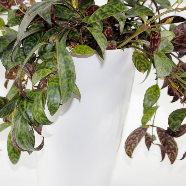 Aeschynanthus marmoratus Ø15cm H30cm