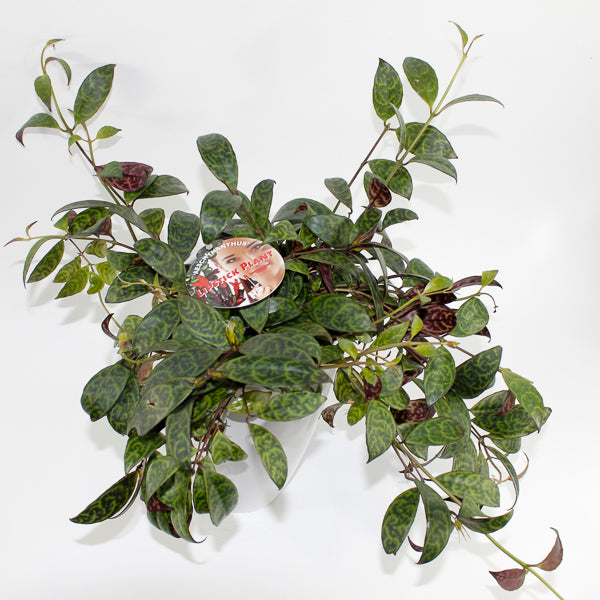 Aeschynanthus marmoratus Ø15cm H30cm