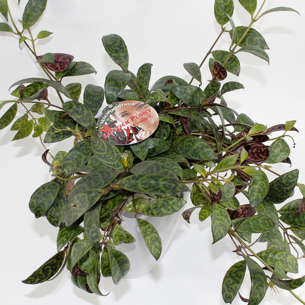Aeschynanthus marmoratus Ø15cm H30cm