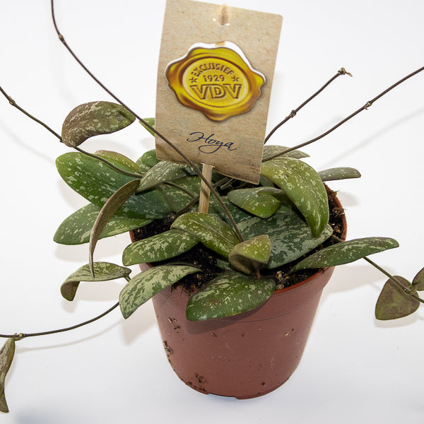 Hoya Sigitalis
