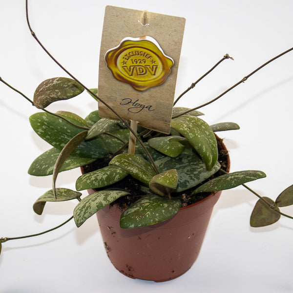 Hoya Sigitalis