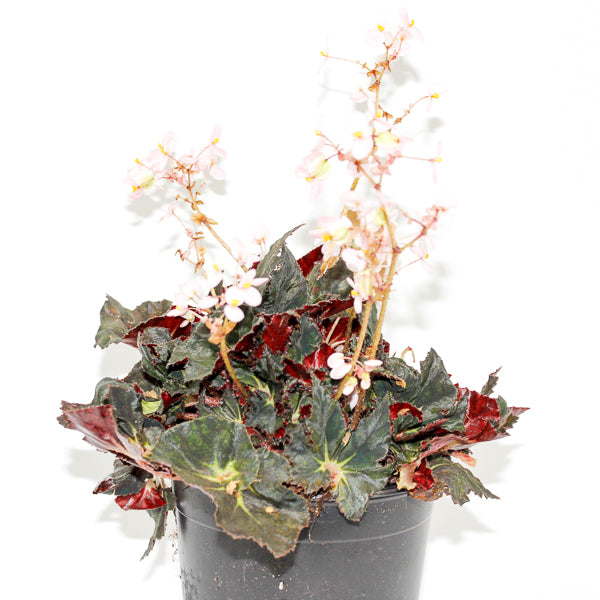 Begonia leaf Black Fang Ø14cm H30cm