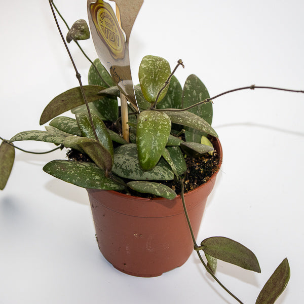 Hoya Sigitalis