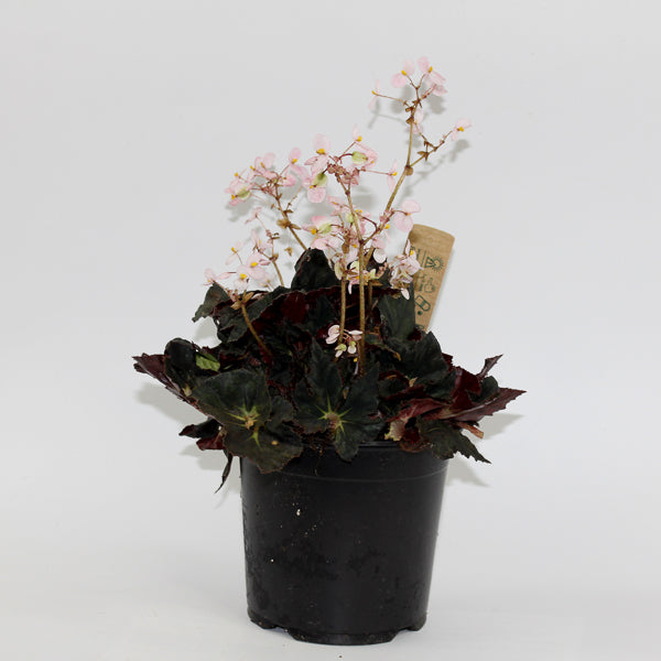 Begonia leaf Black Fang Ø14cm H30cm