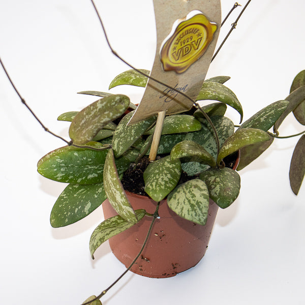 Hoya Sigitalis