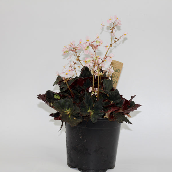Begonia leaf Black Fang Ø14cm H30cm