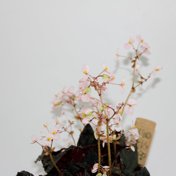 Begonia leaf Black Fang Ø14cm H30cm
