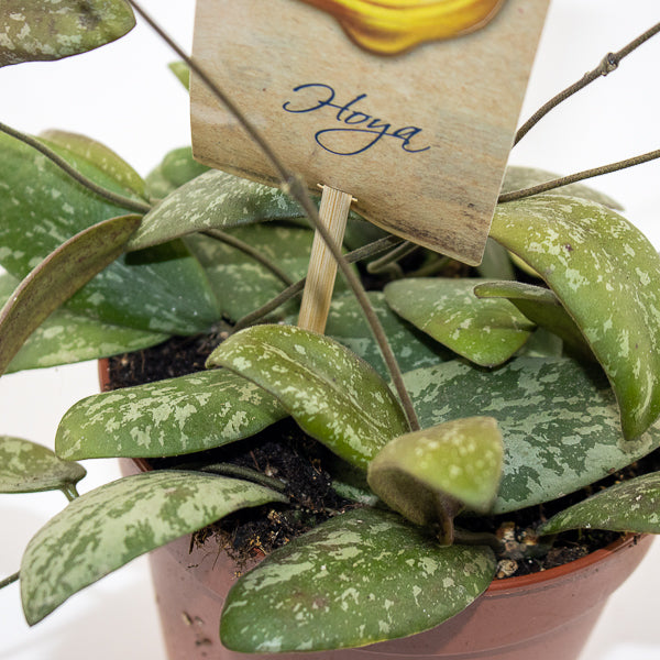 Hoya Sigitalis