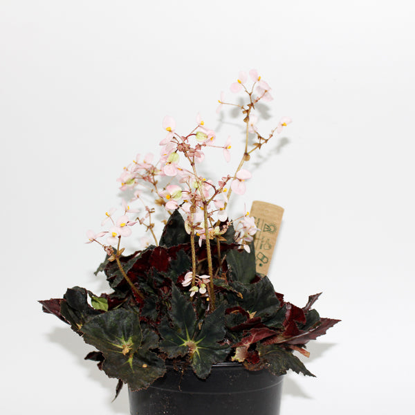 Begonia leaf Black Fang Ø14cm H30cm