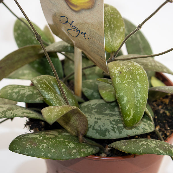Hoya Sigitalis