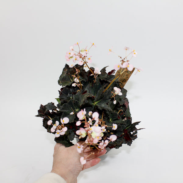 Begonia leaf Black Fang Ø14cm H30cm