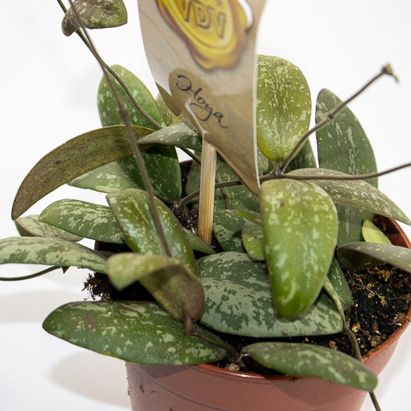 Hoya Sigitalis