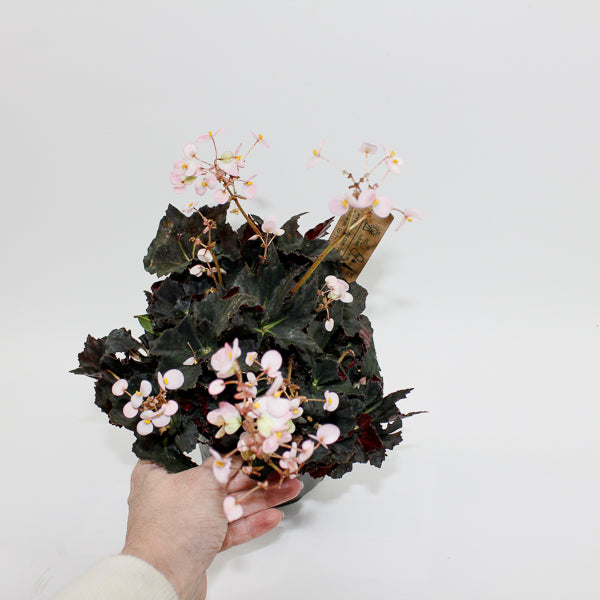 Begonia leaf Black Fang Ø14cm H30cm