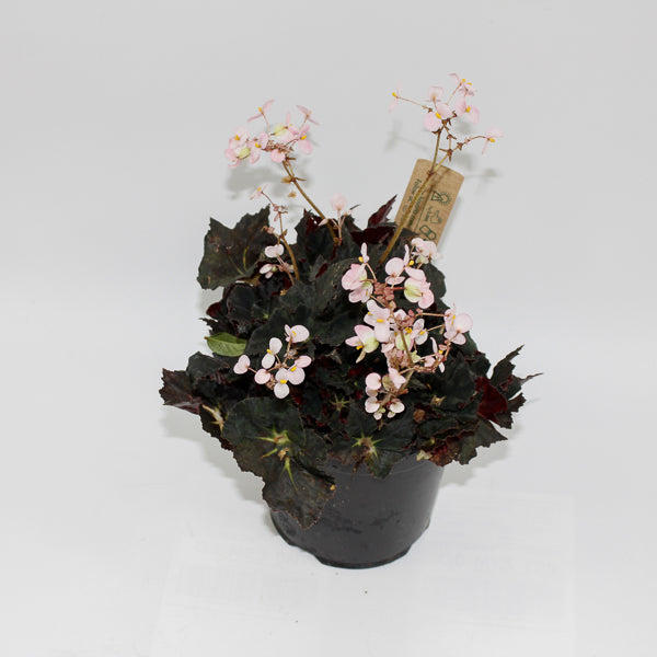 Begonia leaf Black Fang Ø14cm H30cm