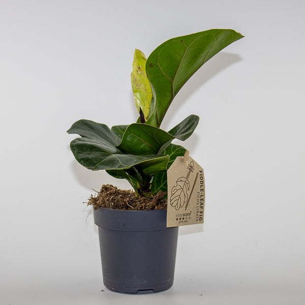 Fiddle Leaf Fig - Ficus Lyrata