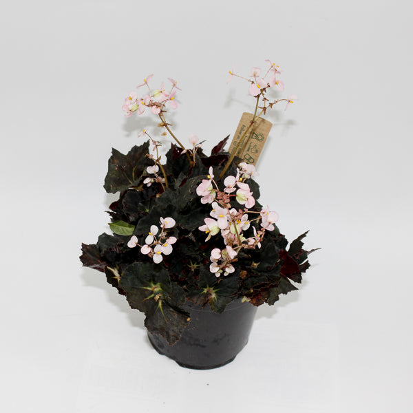 Begonia leaf Black Fang Ø14cm H30cm