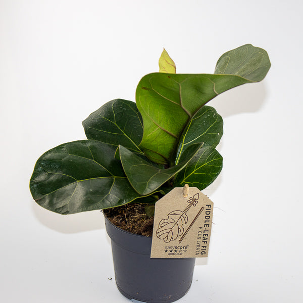 Fiddle Leaf Fig - Ficus Lyrata
