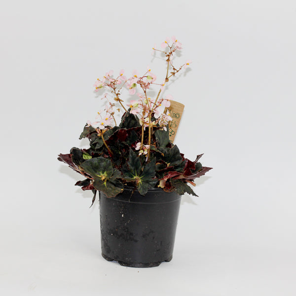 Begonia leaf Black Fang Ø14cm H30cm