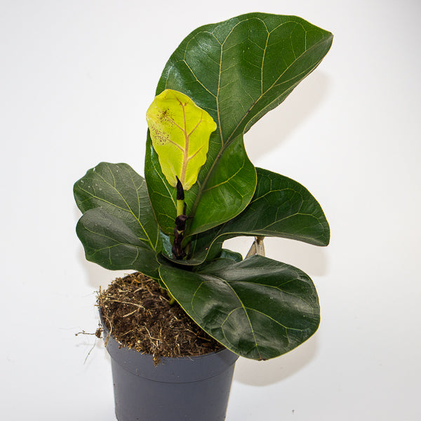 Fiddle Leaf Fig - Ficus Lyrata